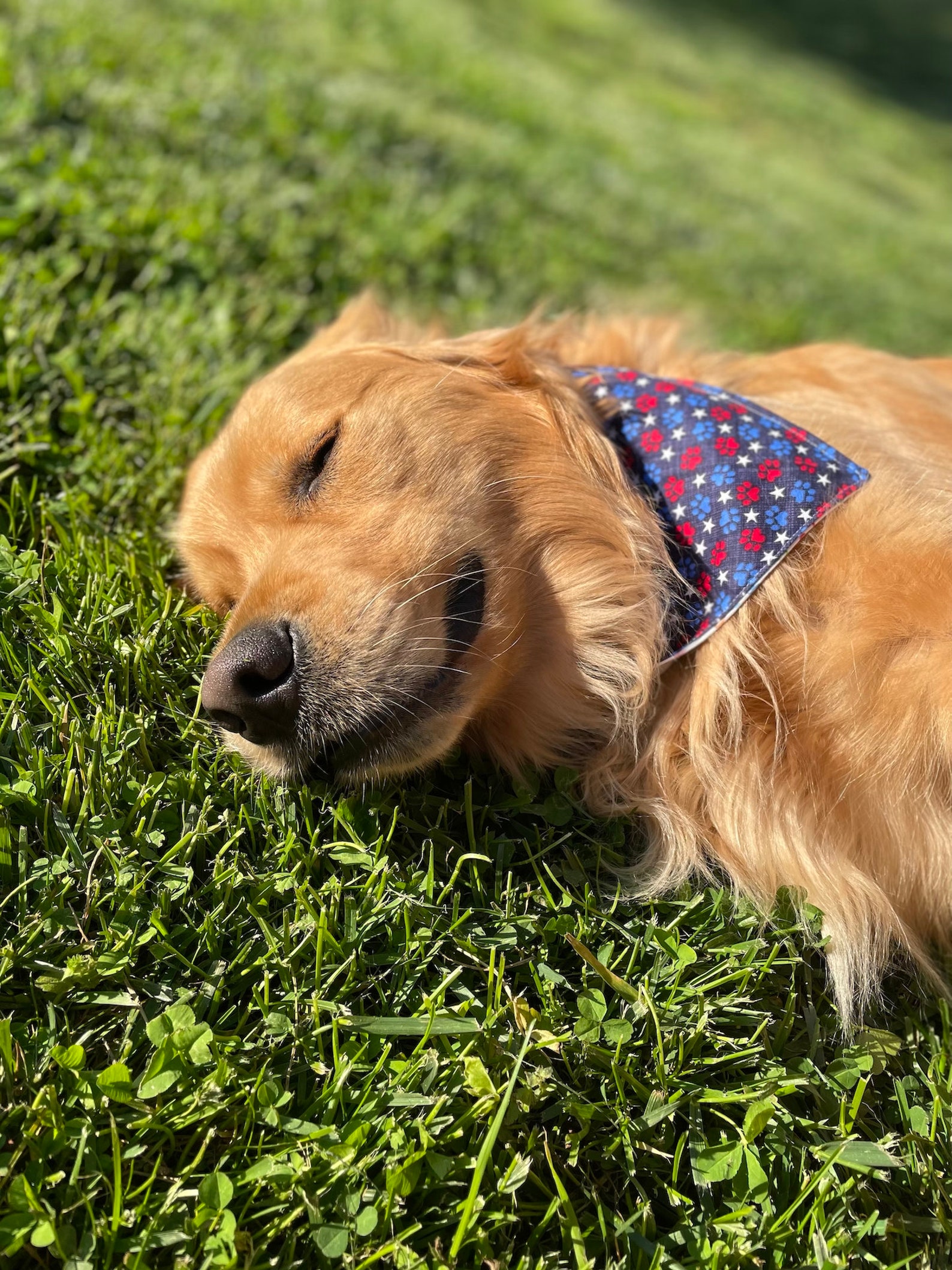 Rot weiß und Pfoten / / Hund Bandana / / Gedenktag / / 4. Juli Etsy