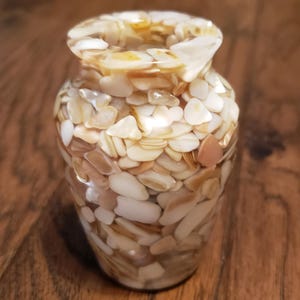 May include: A small, clear glass vase with a decorative design of white and brown seashells. The vase is made of glass and has a round shape.