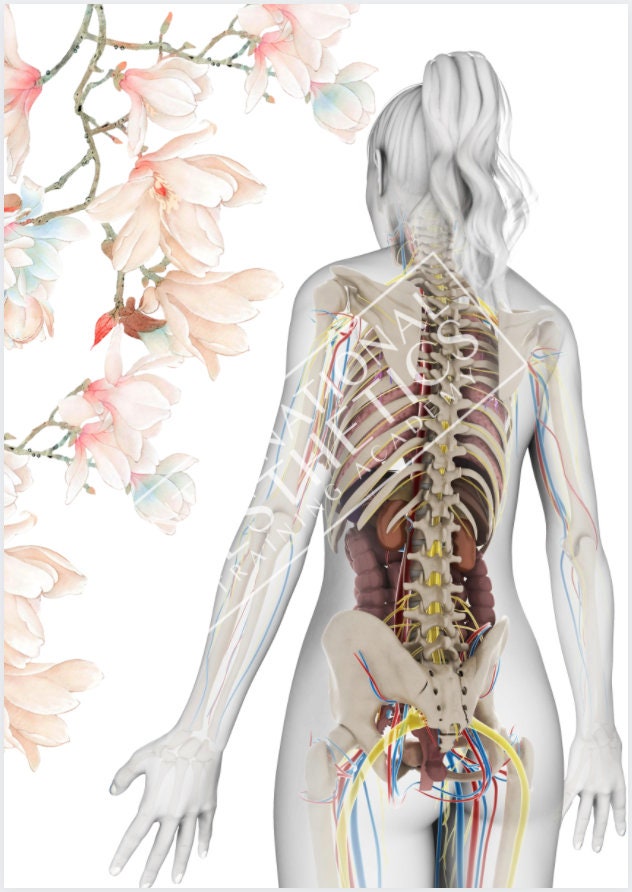 Skeleton of the Female Back Pretty Anatomy and Physiology | Etsy