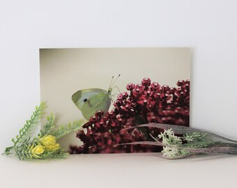 Schmetterlingsfotografie, Muttertagsgeschenk, Geschenk zur Wohnungserwärmung, Fotodruck, Blume, Schmetterlingsgeschenke, Wandkunst