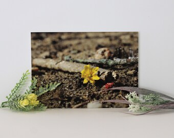 Gelbe BlumenFotografie, Fotodruck, Blume, Blumengeschenke, Naturgeschenke, Wandkunst