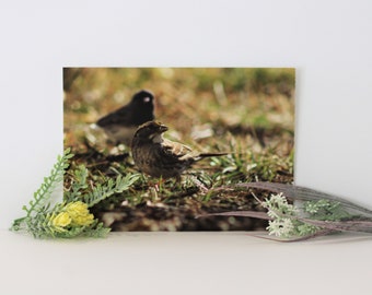 Tirage de photographie de moineau, Tirage photo, Moineau, Oiseau chanteur, Observation des oiseaux, Cadeaux d’oiseaux, Art mural