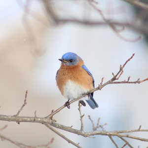 Bluebird Photography Print, Mother's Day Gift, Mom Gift, Housewarming Gift, Photo Print, Blue Bird, Birding, Bird Gifts, Wall Art, Spring