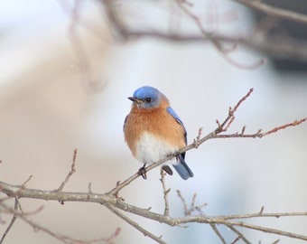 Bluebird Photography Print, Mother's Day Gift, Mom Gift, Housewarming Gift, Photo Print, Blue Bird, Birding, Bird Gifts, Wall Art, Spring