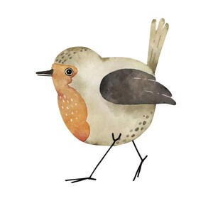 Può includere: Un'illustrazione ad acquerello di un piccolo uccello marrone e grigio con il petto rosso. L'uccello cammina con le gambe distese.