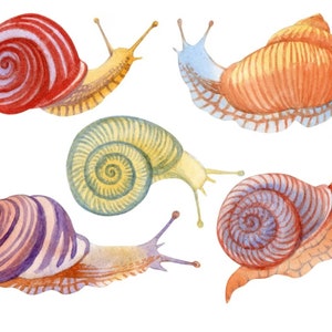 Può includere: Illustrazione ad acquerello di cinque lumache colorate. Le lumache presentano una varietà di motivi e colori del guscio, tra cui rosso, arancione, viola e verde. Ogni lumaca ha delicate antenne e un guscio strutturato, perfetto per progetti artistici o decorazioni a tema natura.