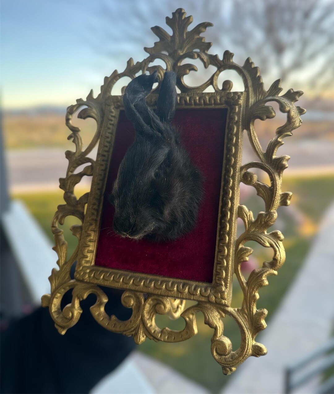 Mummified Rabbit Mummified Rabbit Head on Ornate Frame - Etsy