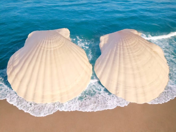 Handmade Xl Natural Sea Shell Handmade Earrings