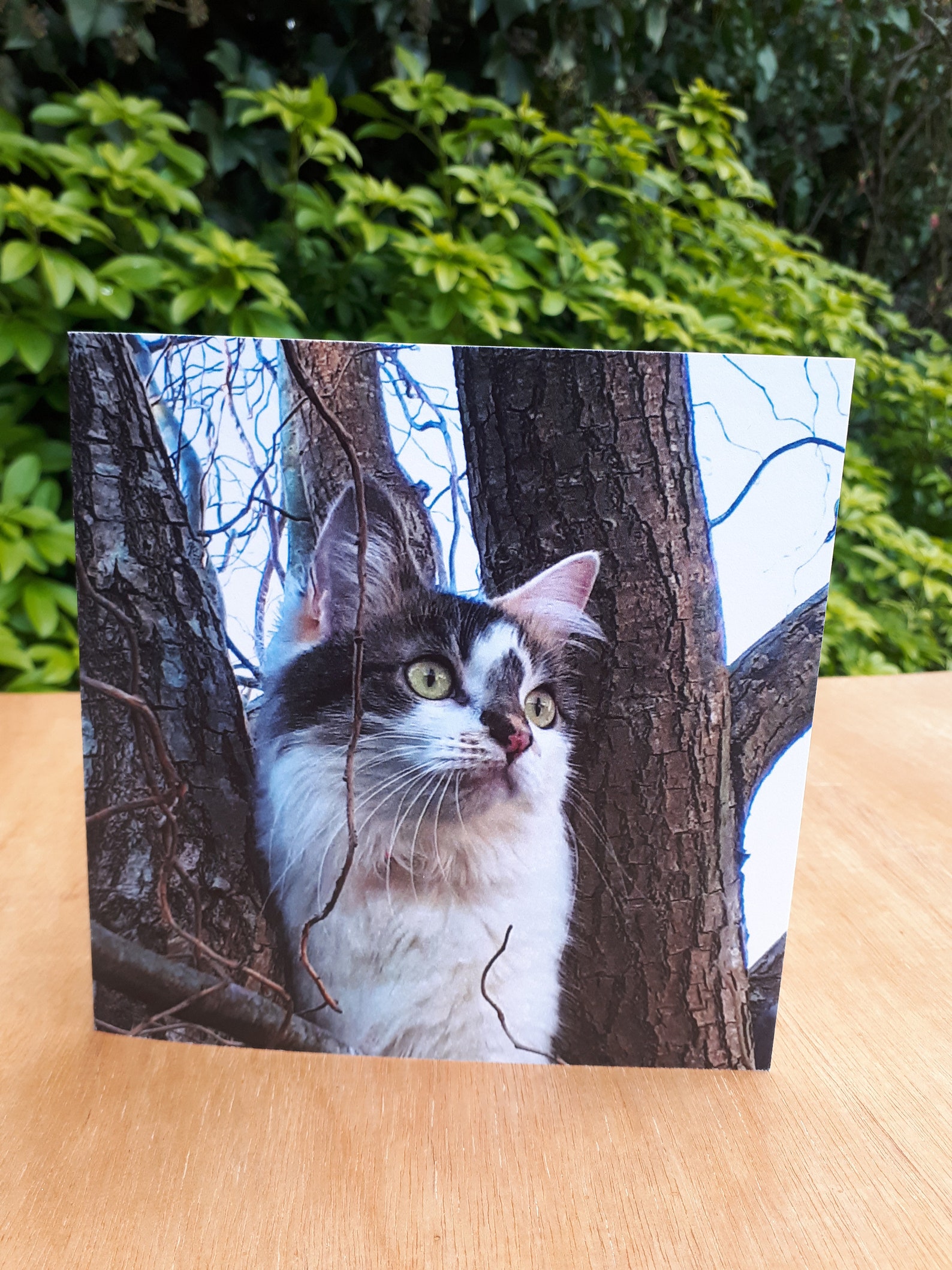 Grußkarte Katze Karte Katzenliebhaber für sie für ihn | Etsy Grußkarte Katze Karte Katzenliebhaber für sie für ihn | Etsy