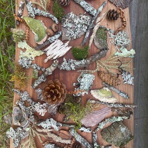 Puede incluir: Una colección de elementos naturales, incluyendo musgo, líquenes, corteza y piñas, dispuestos sobre una superficie de madera. Los elementos están en varios tonos de verde, marrón y gris.