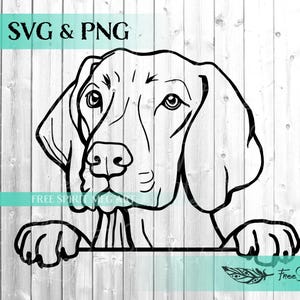 Vizsla SVG y PNG, Weimaraner SVG, Perro SVG, Archivo SVG de descarga digital para Cricut, Perro de caza SVG, Perro que mira fijamente SVG