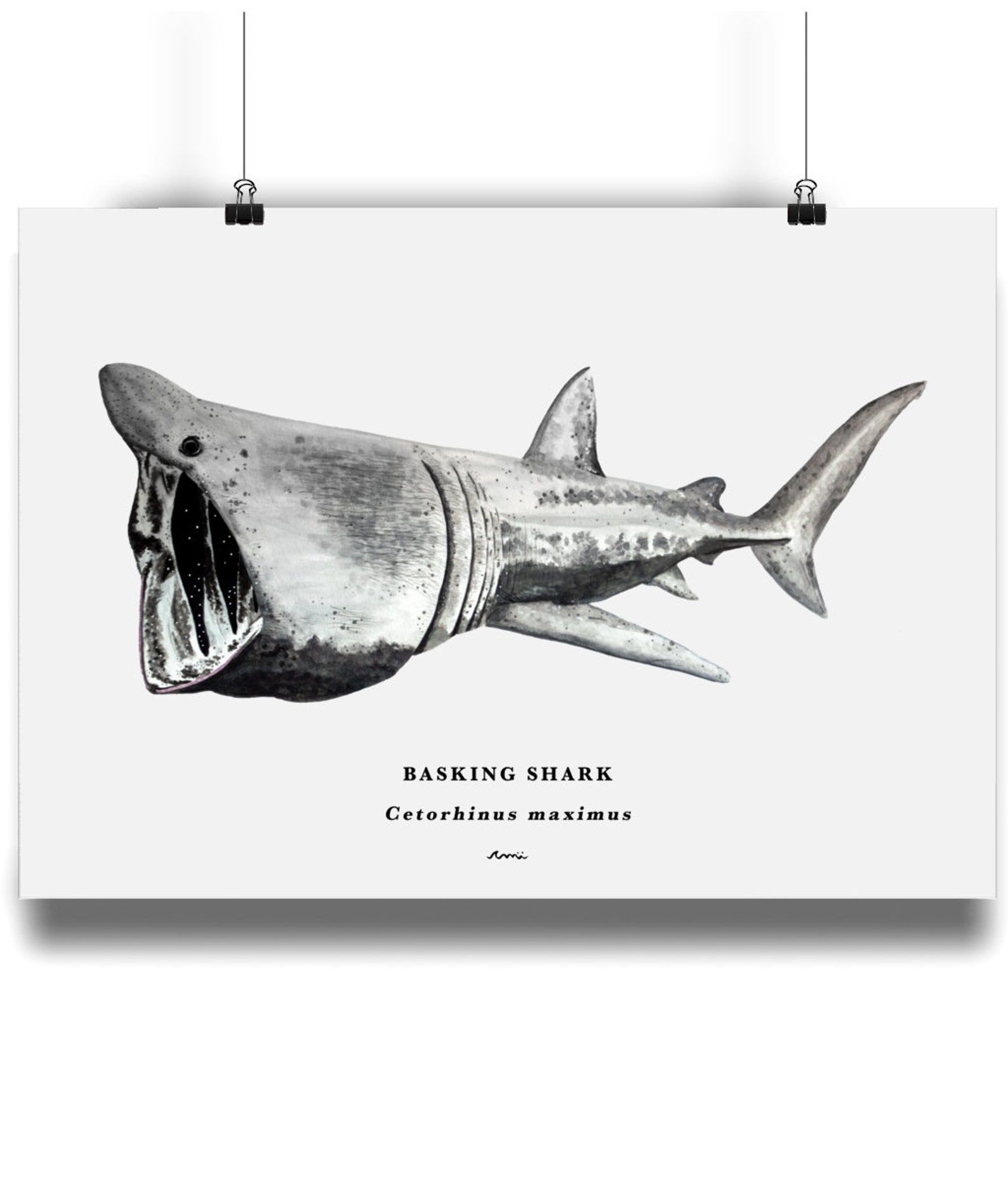 A4 Basking Shark With Scientific Name Fine Art Bamboo - Etsy