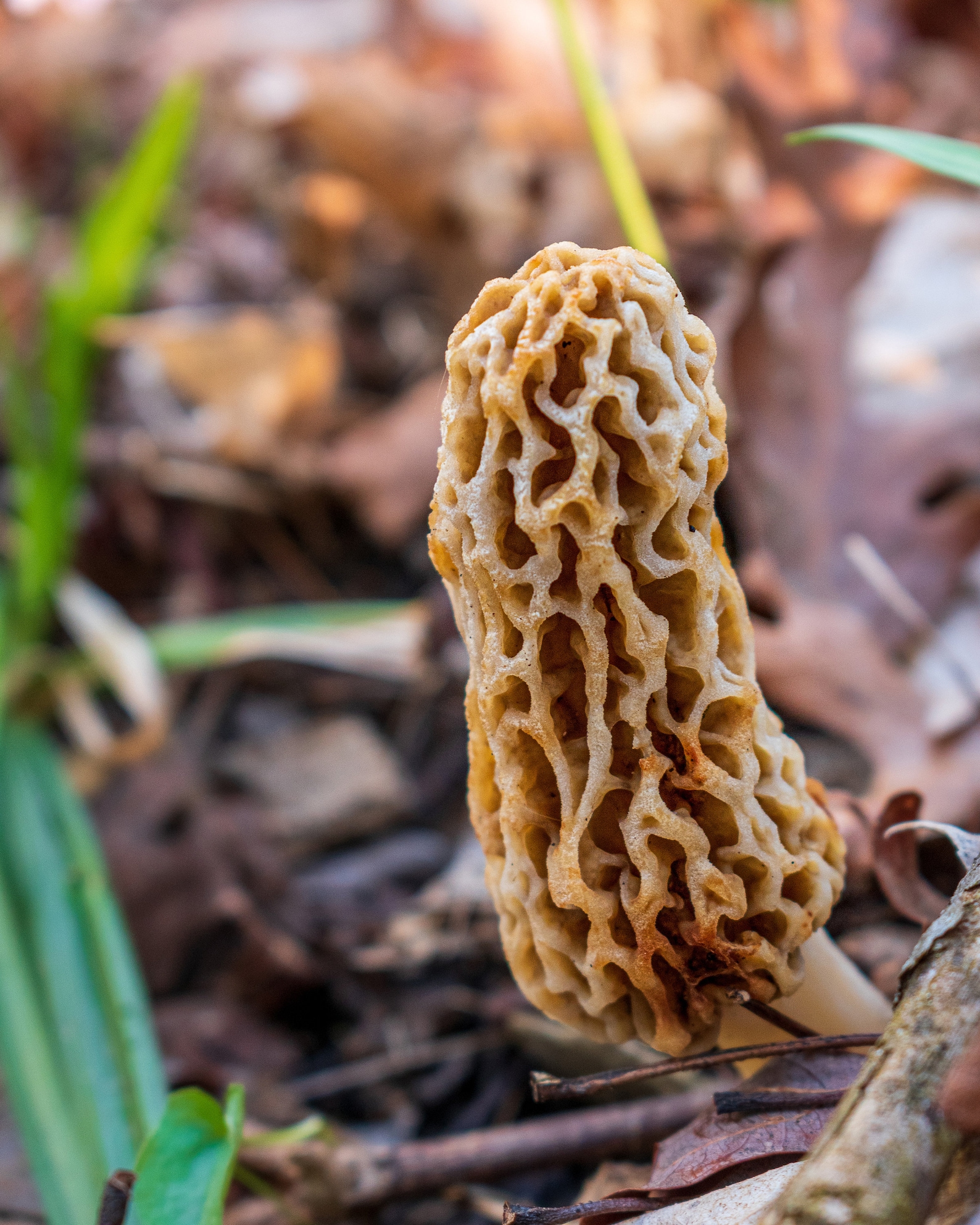 Morel Mushroom in Ohio Printable Photo Instant Télécharger Etsy