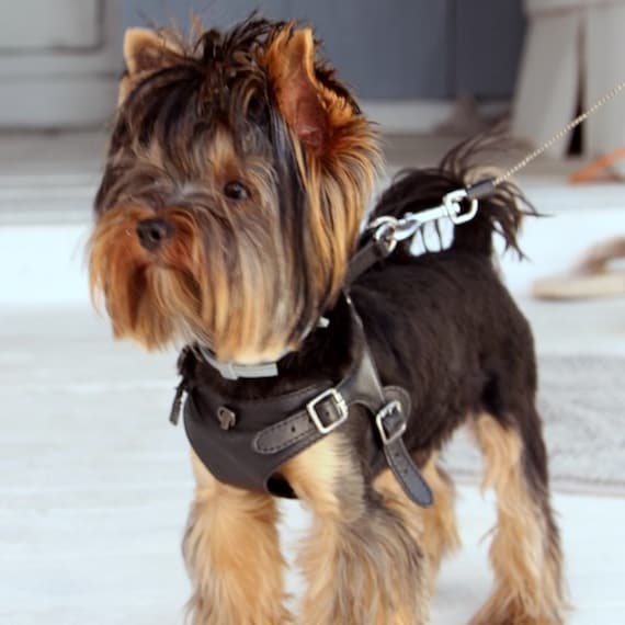 Harnais pour chien en cuir véritable, harnais pour petit chien, harnais  pour chien fait à la main, harnais pour chien design, harnais pour chien  noir : qualité supérieure -  Canada