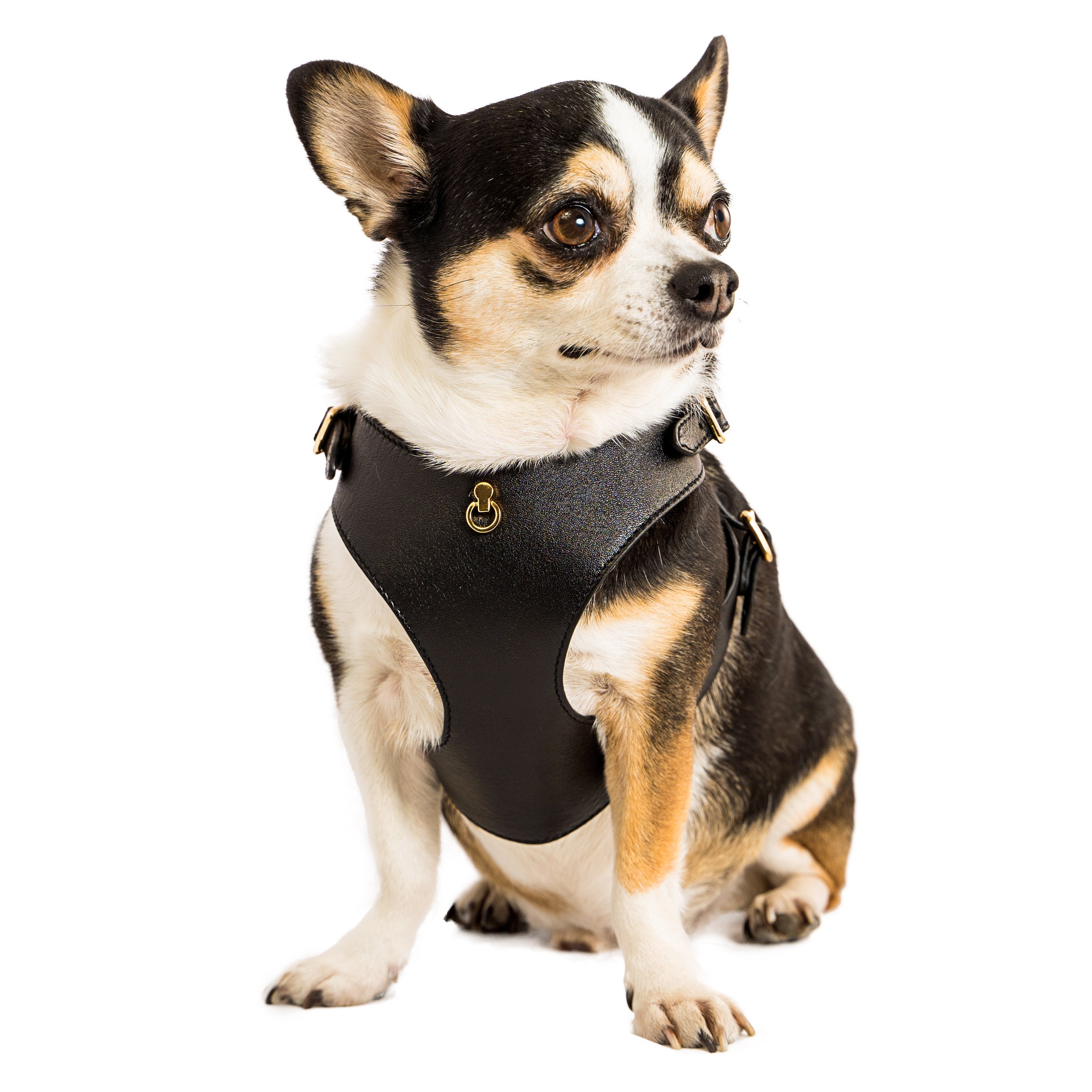 BECHIVA Harnais pour Petit Chien en Cuir Véritable Réglable pour Petites  Races - Chihuahua Yorkshire Terrier Maltais Poméranie Harnais de Marche  pour