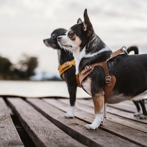 Leather harness for small dogs. Chihuahua, Yorkshire Terrier, Maltese, small breeds. Minimalist design handmade product, Bechiva Basic