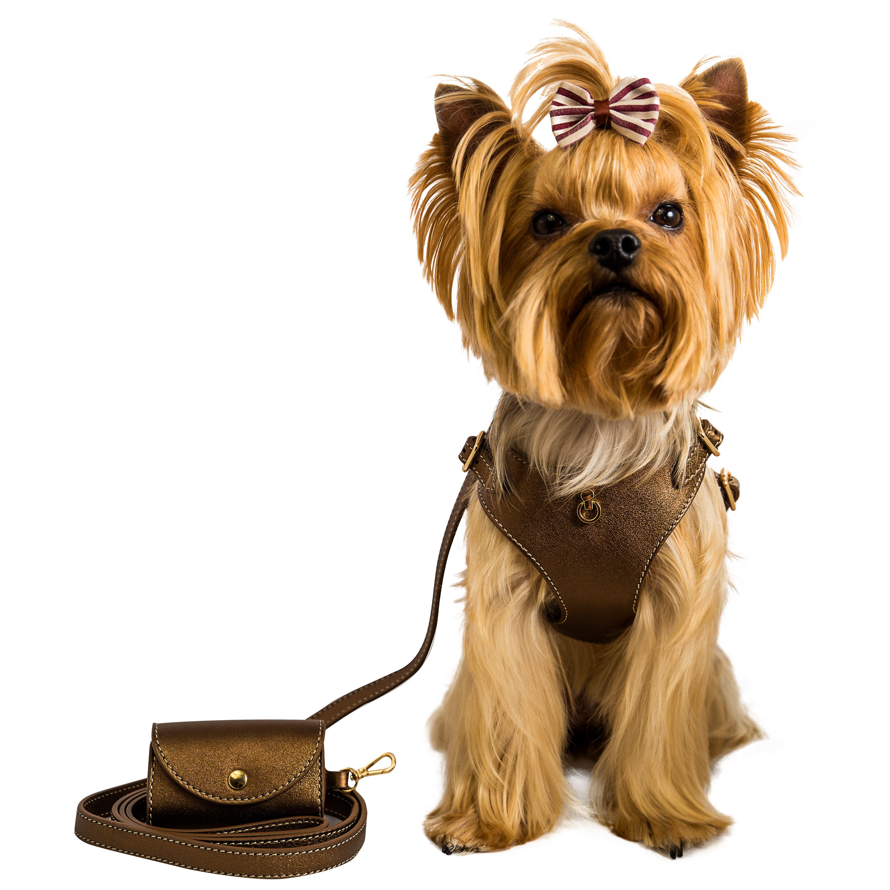 Mann mit einer Louis Vuitton Hundetasche und kleinem Hund, Yorkshire  Terrier, mit