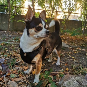 BECHIVA Soft real leather harness for small dog/cat. Chihuahua, Yorkshire Terrier, etc. Top quality, luxury handmade product. Black Color