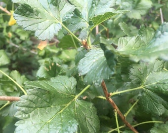 Planta Jostaberry: Híbrido de grosella espinosa y grosella negra (raíz desnuda)