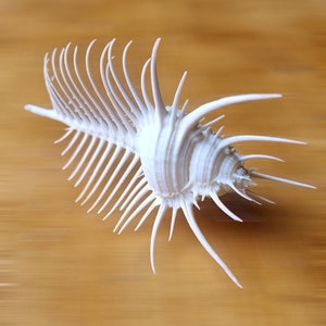 Murex Venus Comb Spiny Natural Sea Shell for Shell Art, Nautical Decor, Wedding Decoration, Beach Decor, Fish Tank Decor Home Bathroom Decor