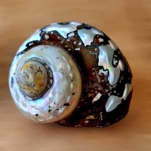 Puede incluir: Una gran concha iridiscente con marcas marrones y blancas. La concha tiene una forma espiral y un interior nacarado.