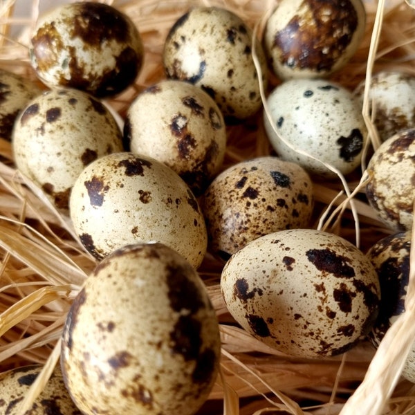 QUAIL EGGS Blown Natural Easter Eggs Decoration ~ Dried Quail Eggs ~ Easter Craft Spring Wreath Making ~ Mini eggs ~ Table Decoration