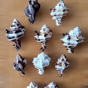Puede incluir: Una colección de diez conchas marinas con patrones marrones y blancos. Las conchas están dispuestas en un patrón simétrico sobre una superficie marrón claro.