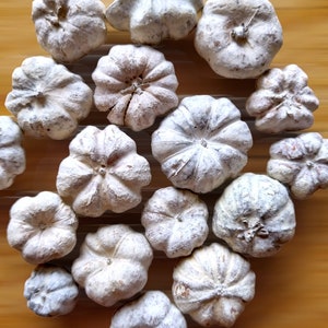 May include: A collection of 15 white gourds with a variety of shapes and textures, arranged in a circle on a wooden surface.