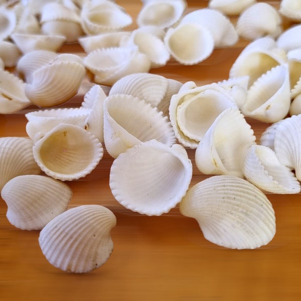 Small WHITE COCKLE Seashells Natural Shells for Beach Decor, Shell Art, Nautical Decor, Beach Wedding Decorations, Bowl Filler, Fish Tank