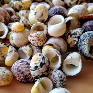 Colourful NERITA SNAIL Shells, Nerita SNAKE Shells, Eco-Friendly Beach Shell Mix, Natural Seashells for Crafting, Exotic Snail Shells Decor