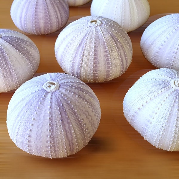 Sea Urchin - Set of 5 Shells in White Lilac ~ Marine Craft Projects, Home Nautical Decor, Wedding Favours and Beach Art Seashell Ornaments