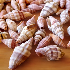 Puede incluir: Una colección de conchas con rayas marrones, blancas y rosadas. Las conchas están dispuestas sobre una superficie de madera.