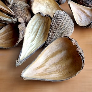 Puede incluir: Primer plano de una colección de vainas de semillas secas de color beige. Las vainas tienen un exterior texturizado y estriado y un interior liso y claro. Están dispuestas sobre una superficie marrón claro, creando una estética natural y orgánica.