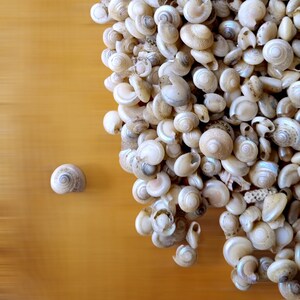 TINY BUTTON Top SNAIL Shells, Venetial Pearl Natural Spiral Shells ...