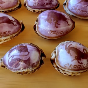 STAR SIGN Decoration on Large Tiger Cowry SHELL - Engraved Natural Sea Shell with Zodiac Design - Polished Purple Seashells - Unique Gifts