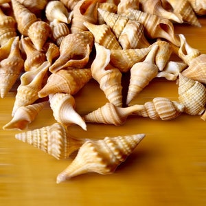 Puede incluir: Una colección de conchas marinas de varios tamaños y formas, todas de color marrón claro. Las conchas están dispuestas en una pila sobre una superficie de madera.