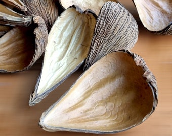 Dried DREGEA SEED Pods, Pradeep Pods - Natural Rustic Tear-Shaped Botanical Craft Supplies, Eco-Friendly Decor,  Unique Floral Arrangement