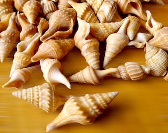 Natural Mini CHINNA Small Spiral Seashells, Tiny Shells Beach decor, Mini Shell Art, Craft, Nautical Decor, Beach Wedding Decor, Bowl Filler