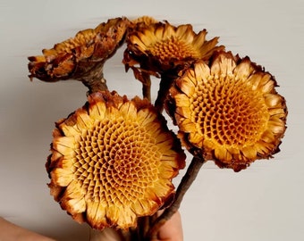 Protea Rosette Compacta on Stem ~ Dried Natural Flowers for Floral Arrangements, African Flowers,  Wedding Bouquet, Dried Floral Bunch