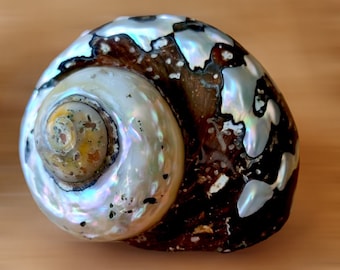 Large HERMIT CRAB Natural Shell TURBO Rare Shells Polished in Brown Pearl, Sarmaticus Decorative Collectible Seashell for Beach Home Decor