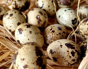 QUAIL EGGS Blown Natural Easter Eggs Decoration ~ Dried Quail Eggs ~ Easter Craft Spring Wreath Making ~ Mini eggs ~ Table Decoration