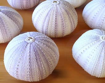 Sea Urchin - Set of 5 Shells in White Lilac ~ Marine Craft Projects, Home Nautical Decor, Wedding Favours and Beach Art Seashell Ornaments