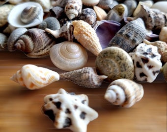 100 Small Seashell Mix, Tiny Sea Shell Lot, Beach Wedding Decor, Sea ...