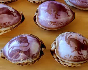 STAR SIGN Decoration on Large Tiger Cowry SHELL - Engraved Natural Sea Shell with Zodiac Design - Polished Purple Seashells - Unique Gifts