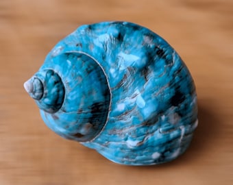 Large HERMIT Crab IMPERIAL TURBO Shell, Rare Polished Blue Green Turquoise Seashell, Feng Shui Decorative Nautical Accent, Beach Decor