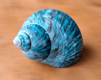 Large HERMIT Crab IMPERIAL TURBO Jade Shell, Rare Polished Blue Green Turquoise Seashell, Feng Shui Decorative Nautical Accent, Beach Decor
