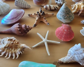 LARGE SHELLS MIX Assorted for Craft Decoration Wedding Nautical Home Decor Candle Making Beach Decor Display bowls Air Plants Coastal Art