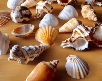 Medium Shells Mix Assorted for Craft, Decoration, Wedding, Nautical Home Decor, Candle Making, Beach Decor, Display bowls, Art, Mosaic