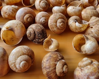 May include: A close-up of a large group of brown snail shells on a wooden surface. The shells are arranged in a random pattern and some are stacked on top of each other. The text "Fluff & Co" is visible in the bottom left corner of the image.