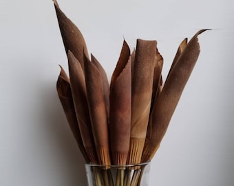 Assegai-speren gedroogd set van 5 of 10 bladeren op steel voor bloemstukken Natuurlijk decor Boeket Herfst Winter Bruiloft Thuis Vaasdecoraties
